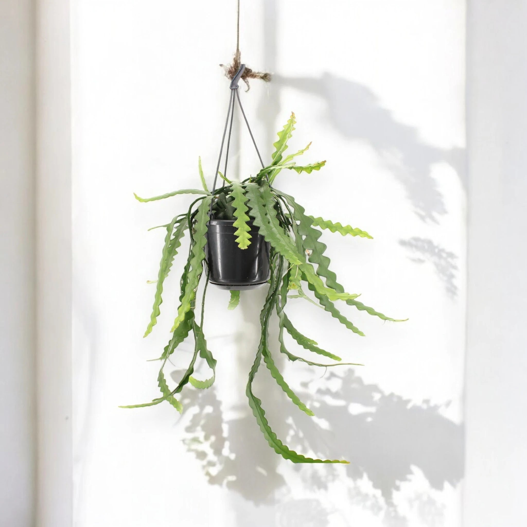 Epiphyllum anthonyanus