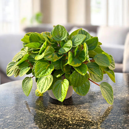 Peperomia albovittata 'Rana verde'