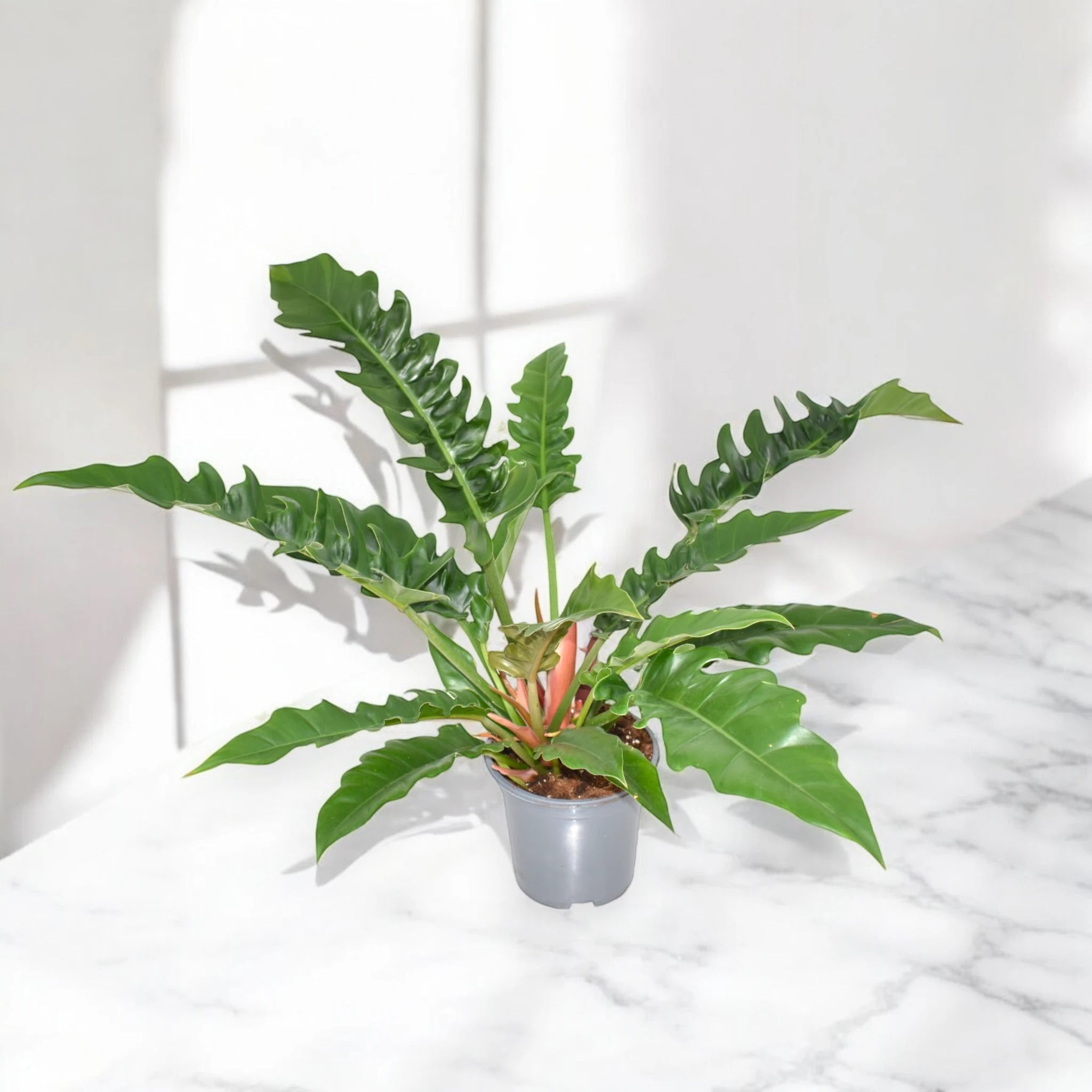 Philodendron 'Narrow Escape'