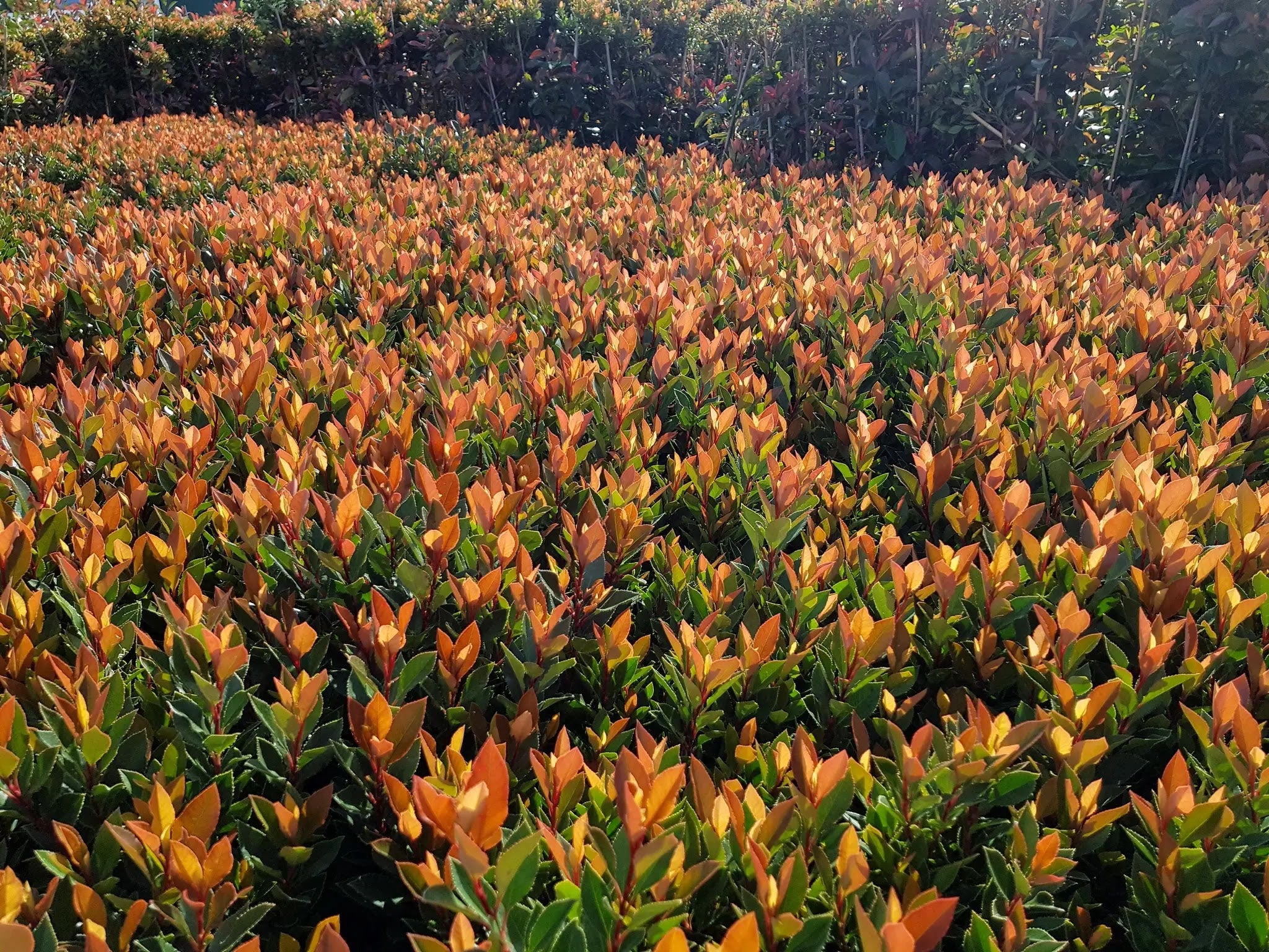 Photinia fraseri 'Chico'