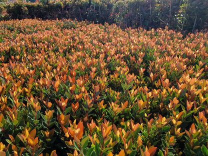 Photinia fraseri 'Chico'