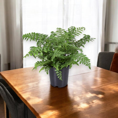 Asplenium parvati