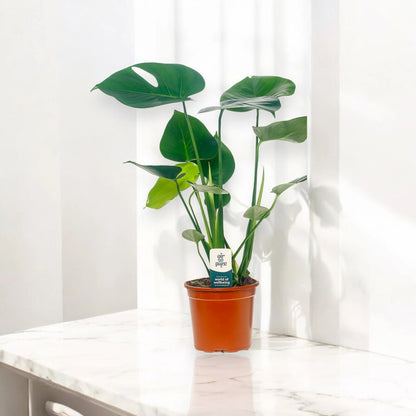 Monstera deliciosa