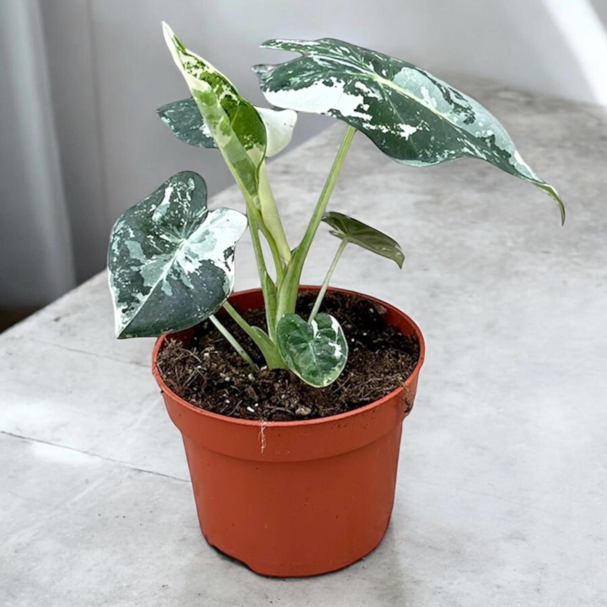 Alocasia 'Frydek'
