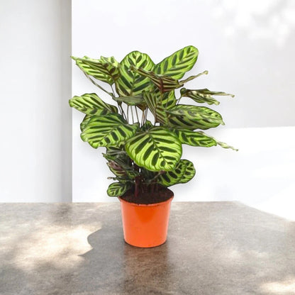 Calathea makoyana
