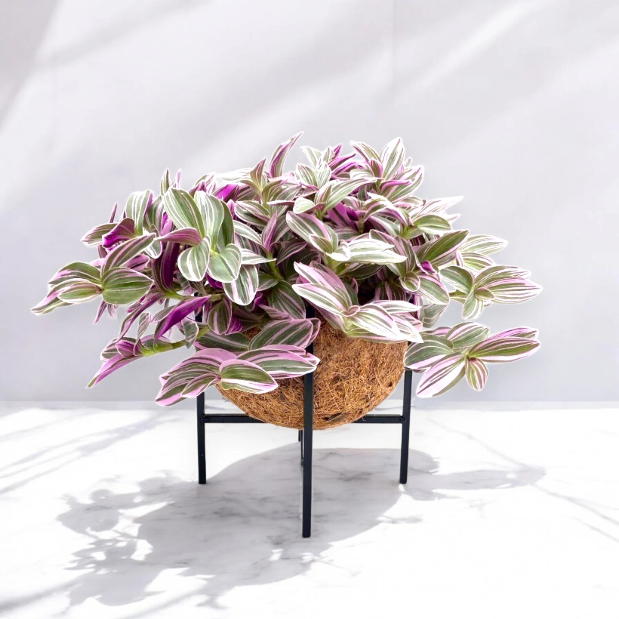 Tradescantia cerinthoides Sweetness
