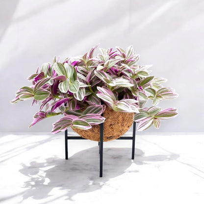 Tradescantia cerinthoides Sweetness