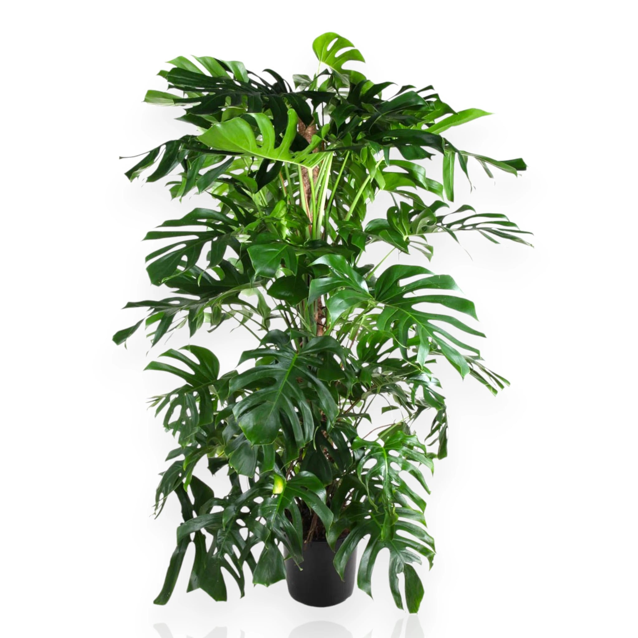 Monstera deliciosa
