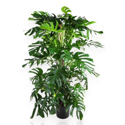 Monstera deliciosa