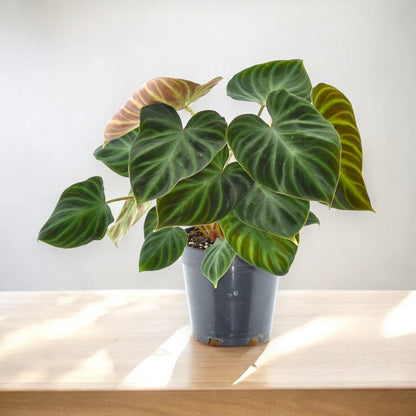 Philodendron verrucosum