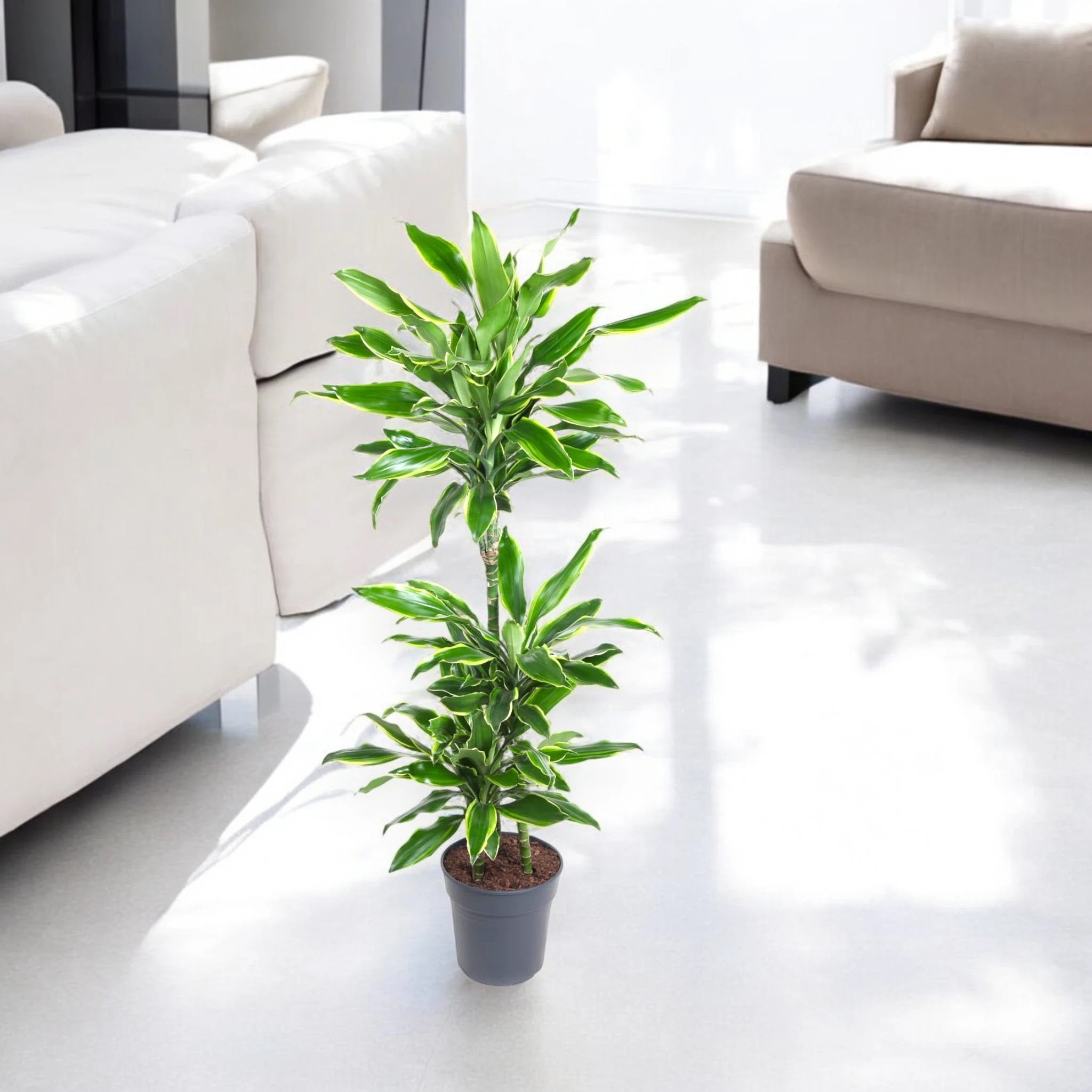 Dracaena fragrans 'Golden coast'