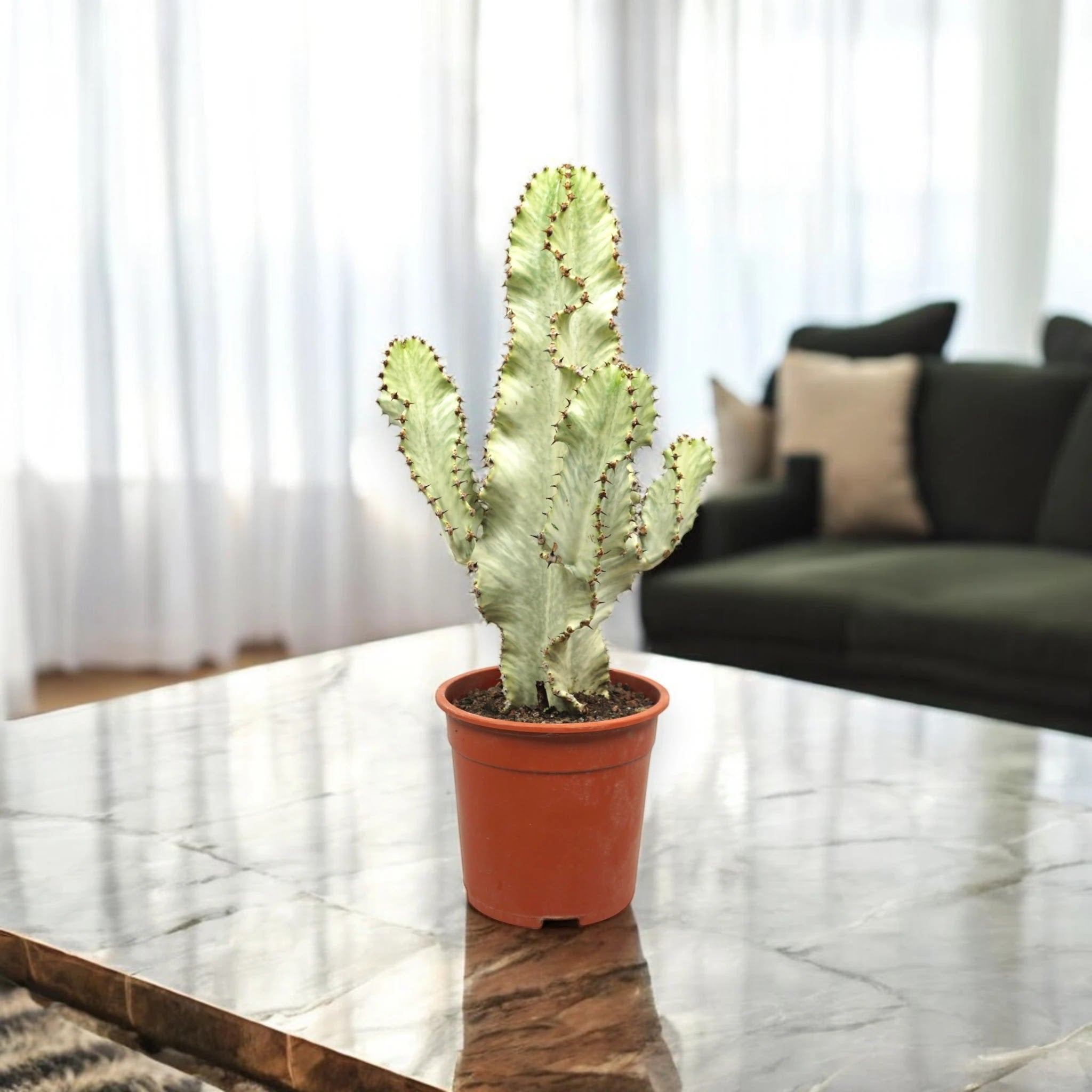 Euphorbia ingens