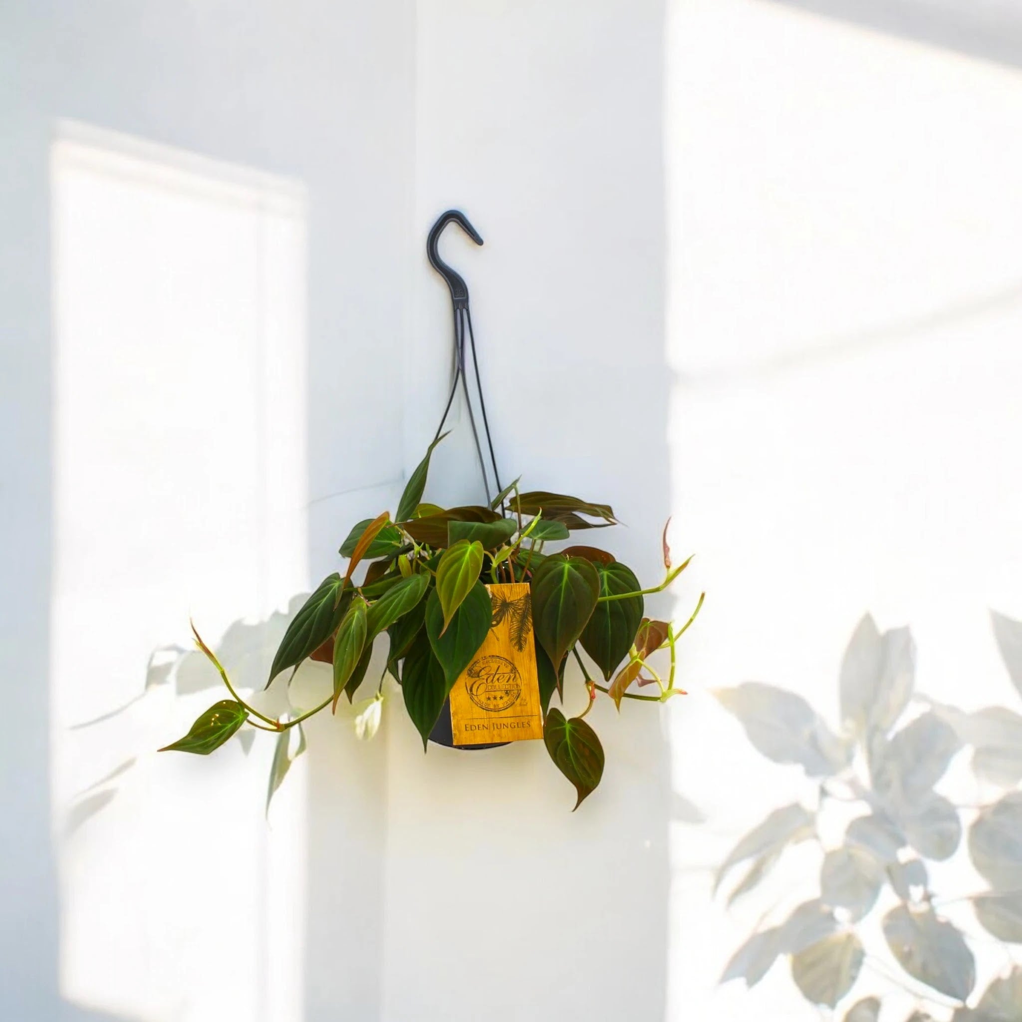 Philodendron 'Micans'