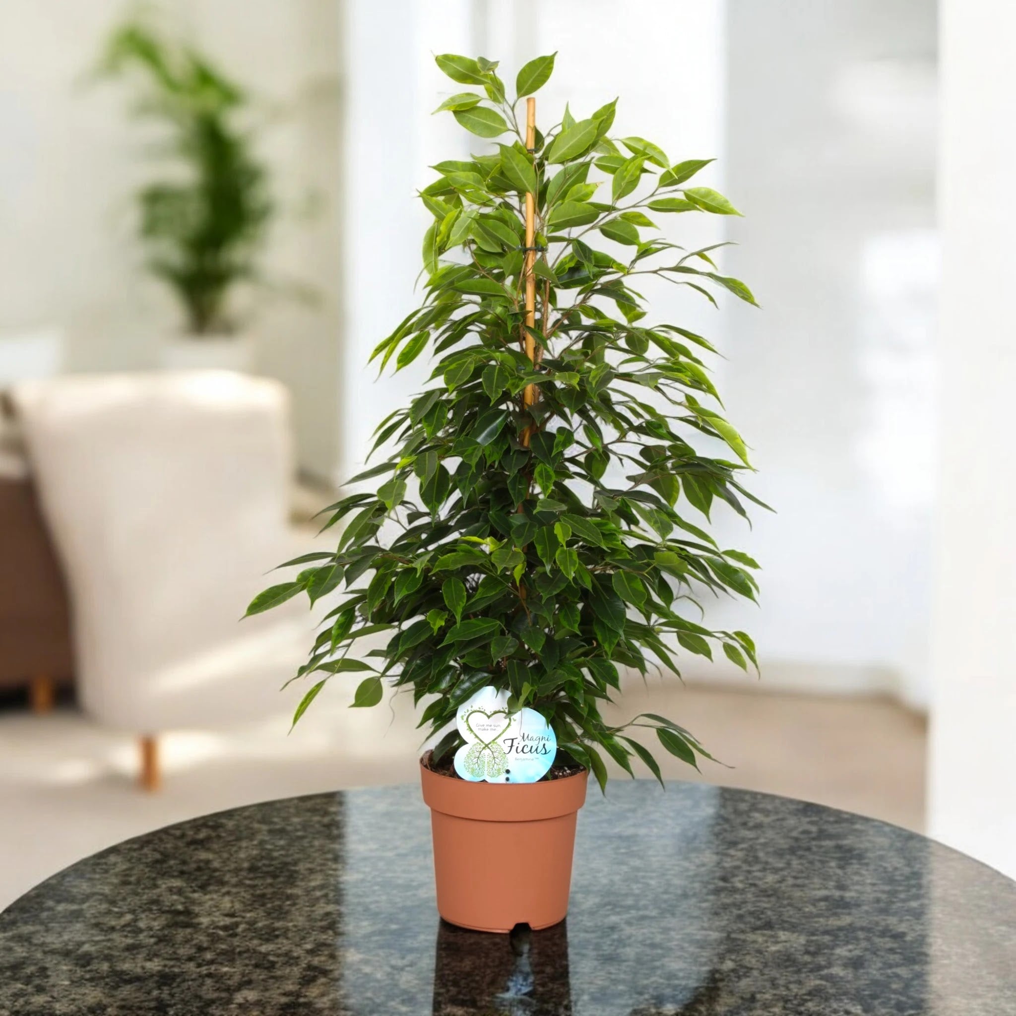 Ficus benjamina 'Anastasia'