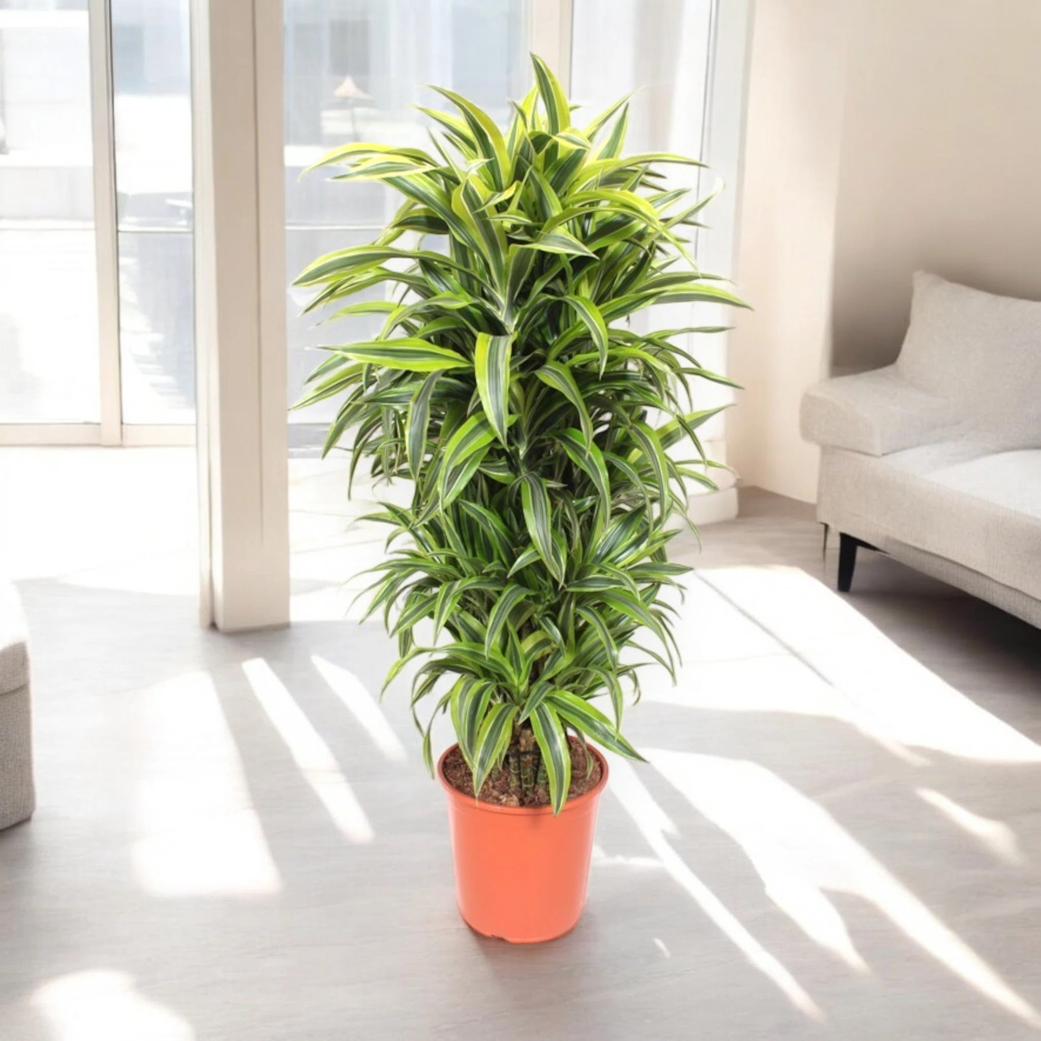 Dracaena fragrans Lemon Lime in vaso, pianta da interno con foglie verdi striate di giallo lime