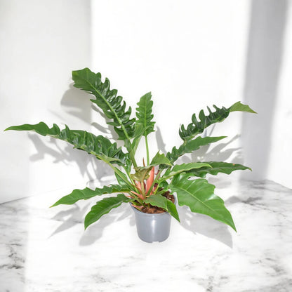 Dettaglio delle foglie lanceolate sottili del Philodendron Narrow Escape