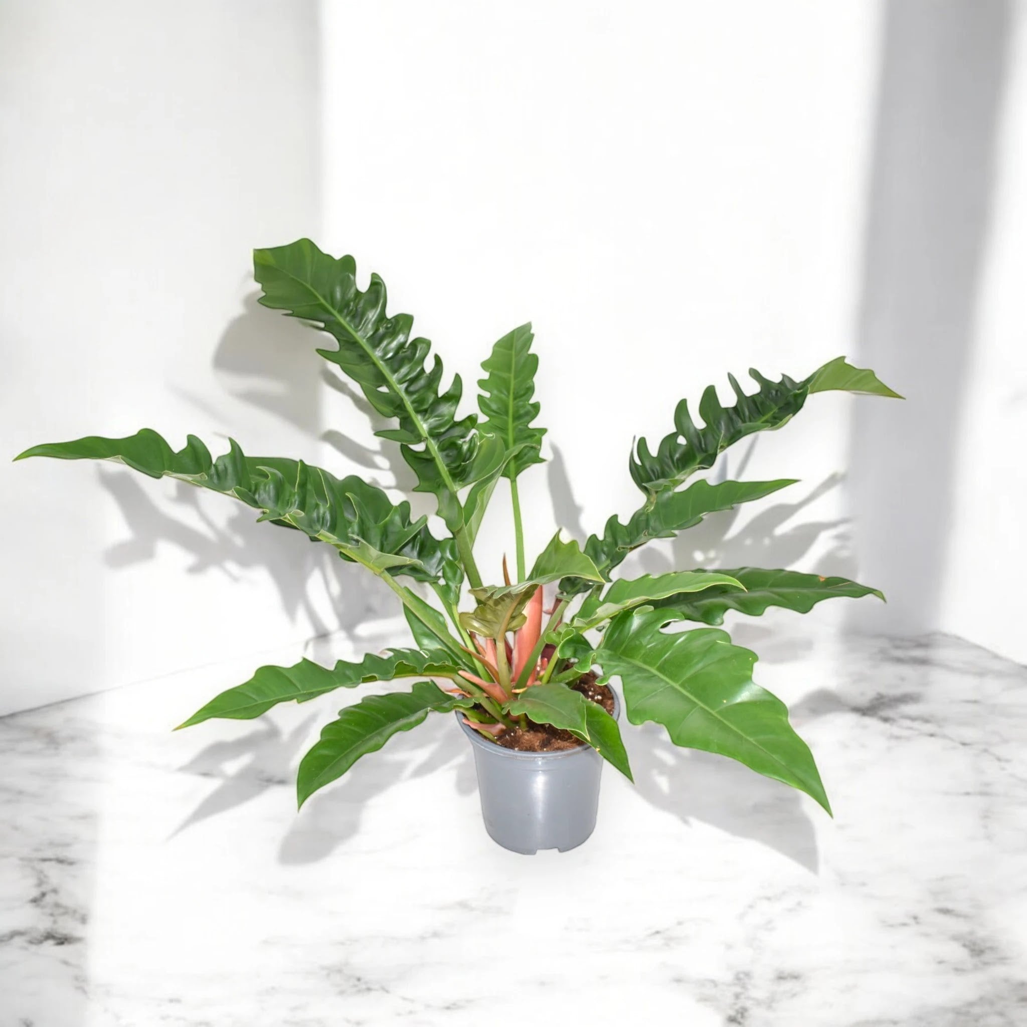 Dettaglio delle foglie lanceolate sottili del Philodendron Narrow Escape
