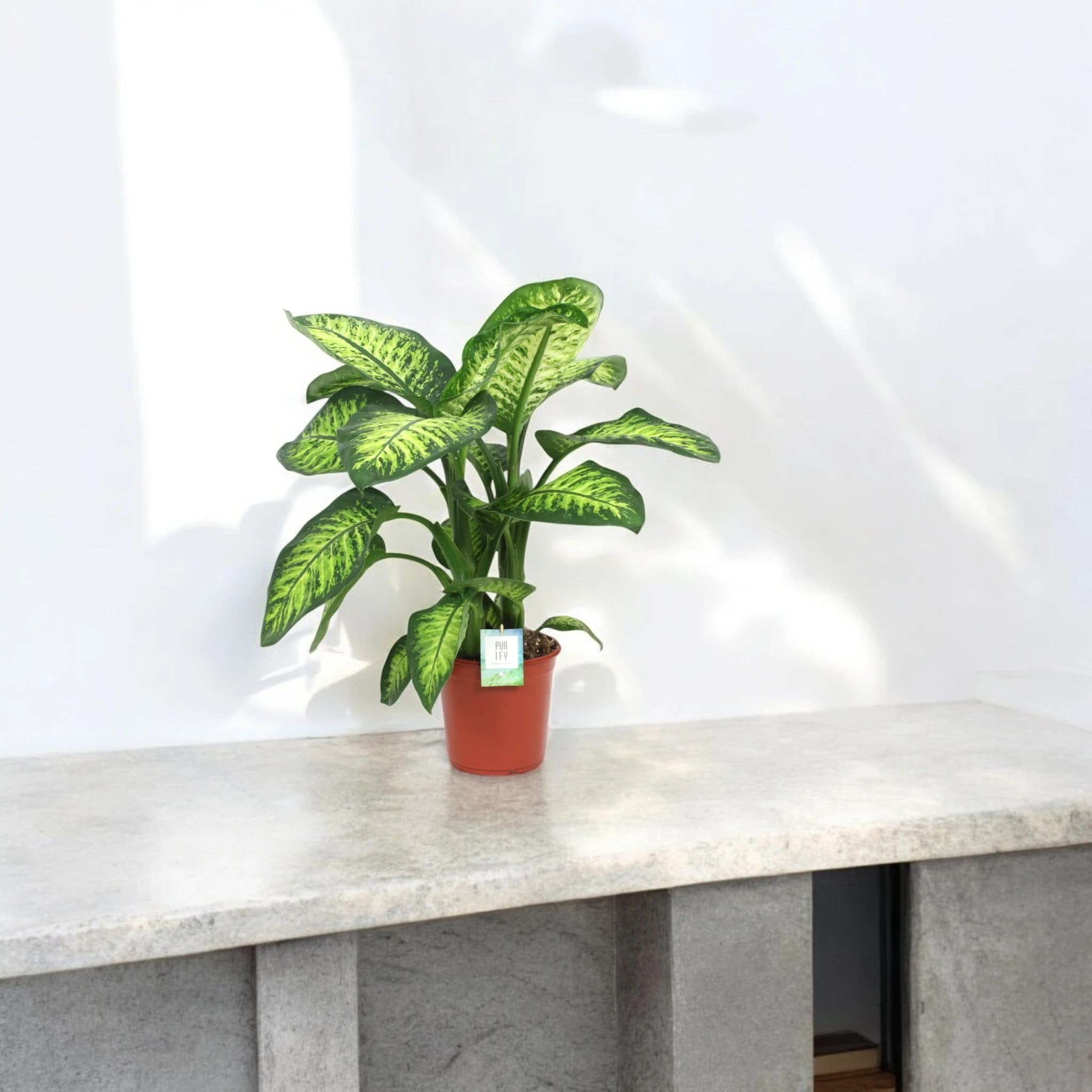 Dieffenbachia seguine 'Lemon tropic'