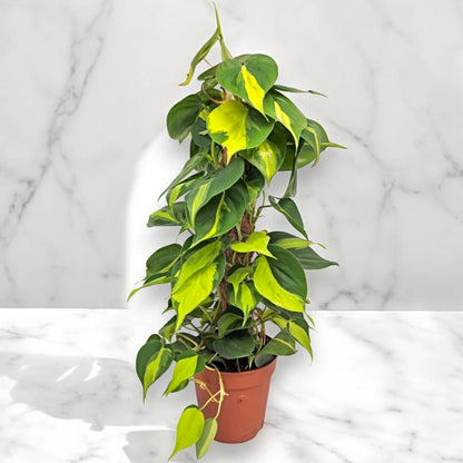 Philodendron scandens 'Brasil'