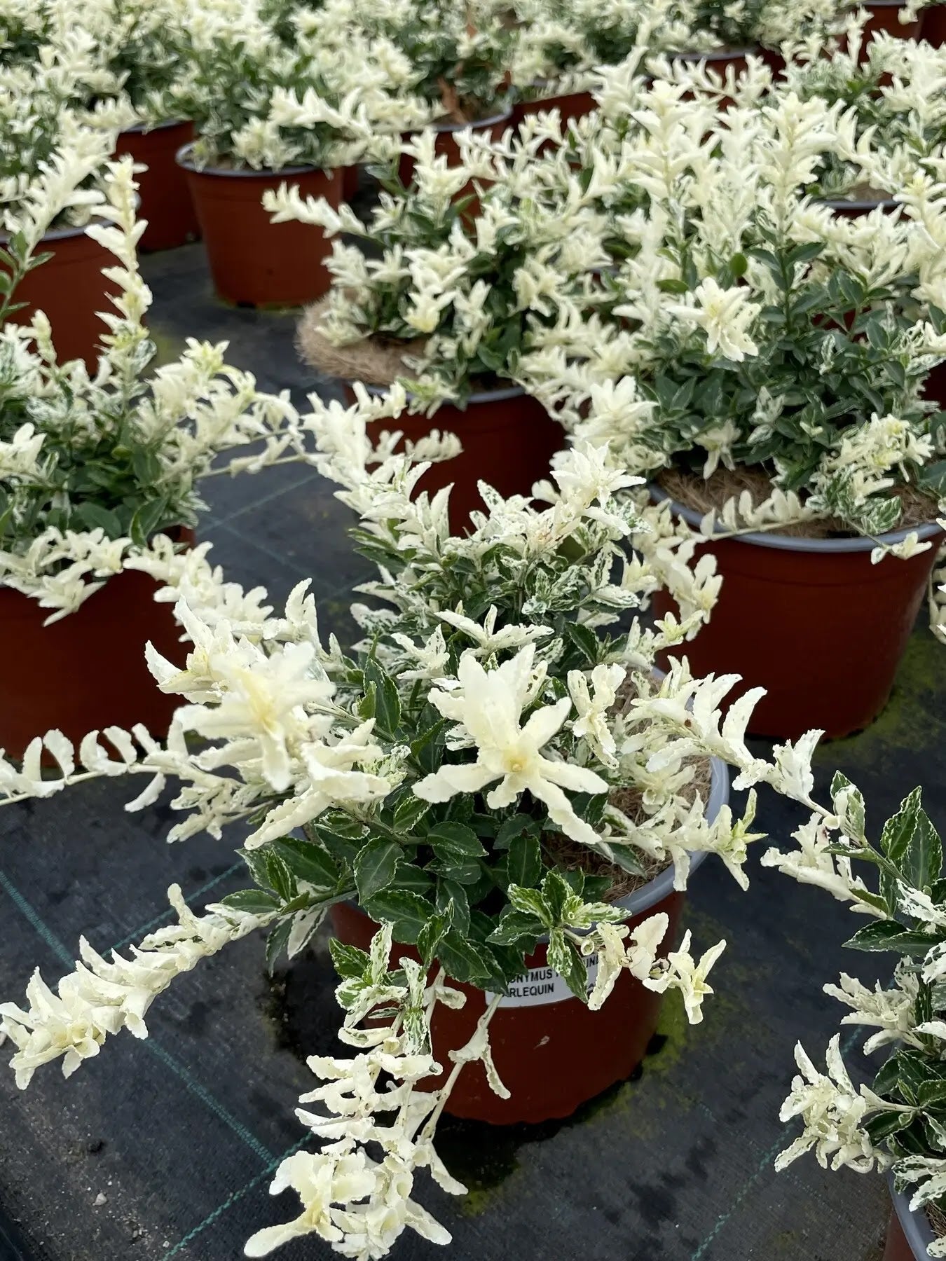 Evonimo - Euonymus fortunei 'Harlequin'
