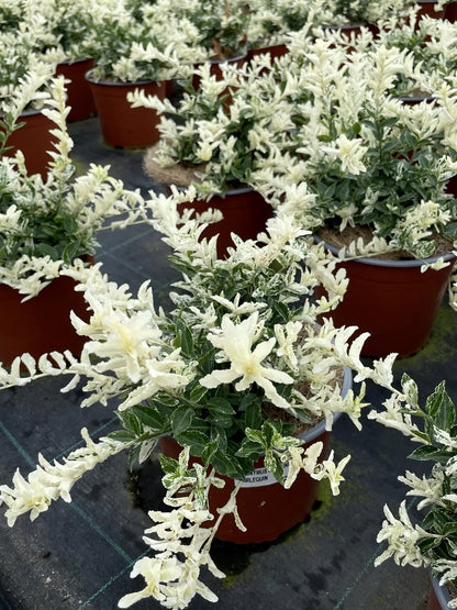 Evonimo - Euonymus fortunei 'Harlequin'