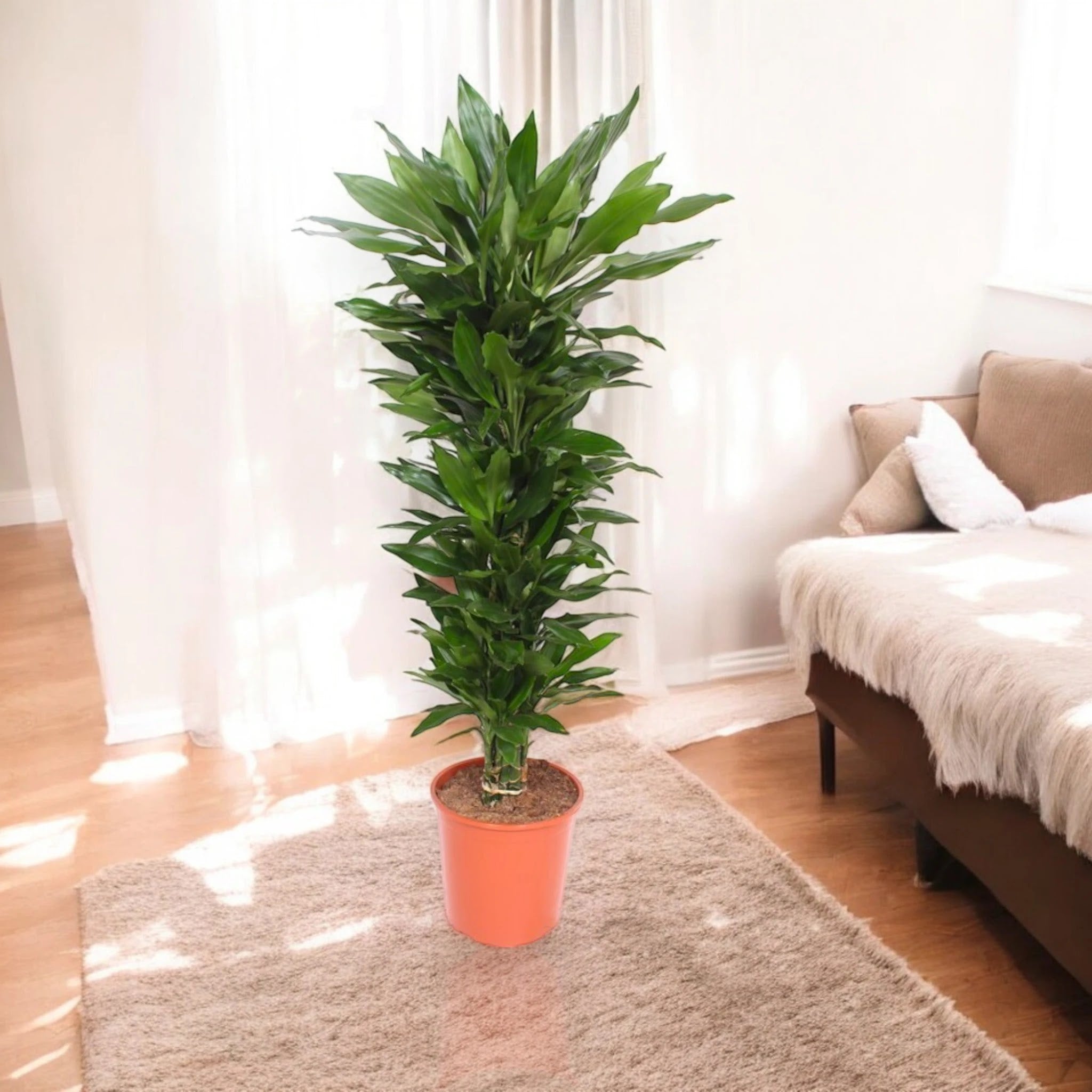 Dracaena fragrans 'Janet Lind'