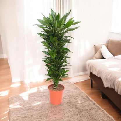 Dracaena fragrans 'Janet Lind'