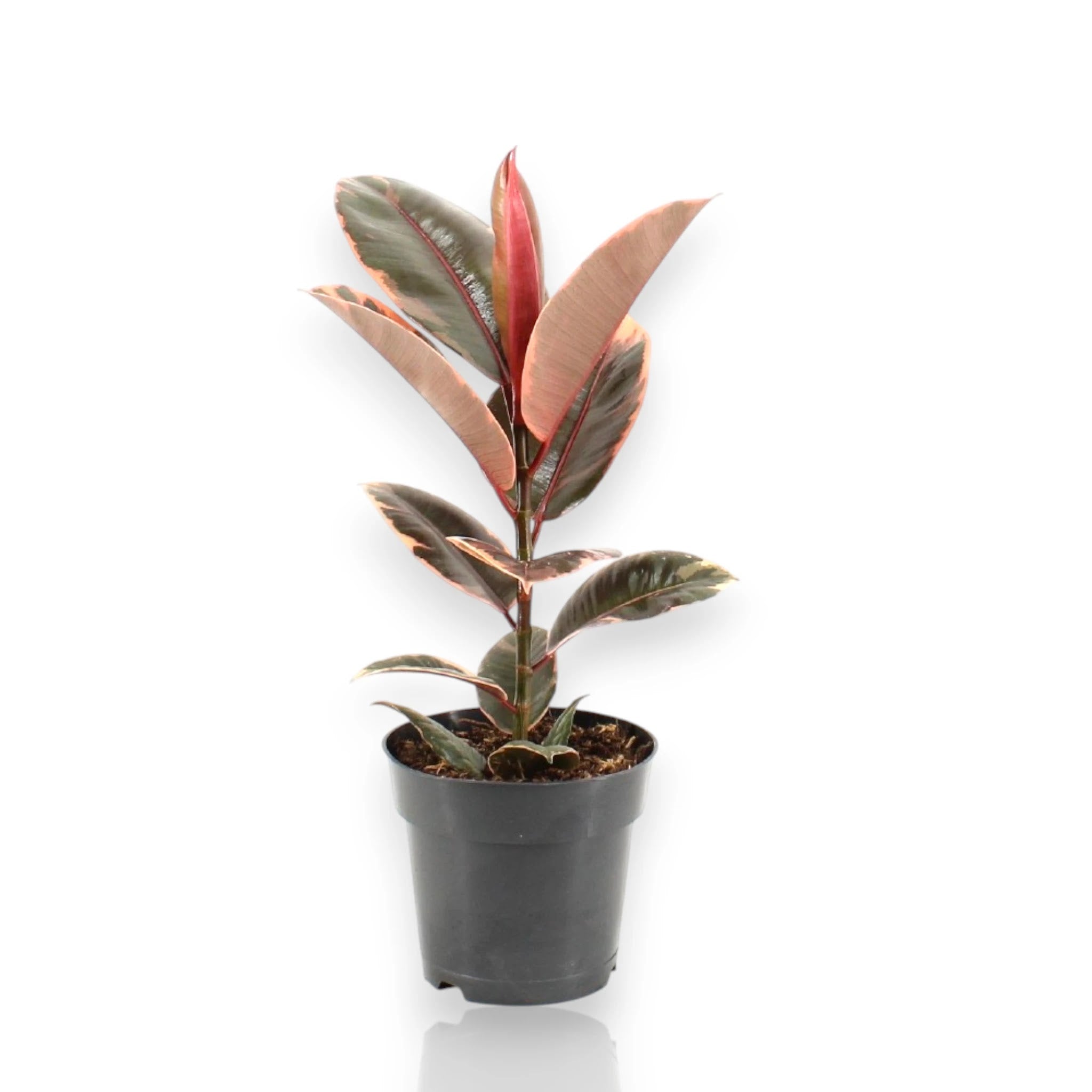 Ficus elastica Belize con foglie variegate rosa, crema e verde in vaso da interno per arredamento moderno