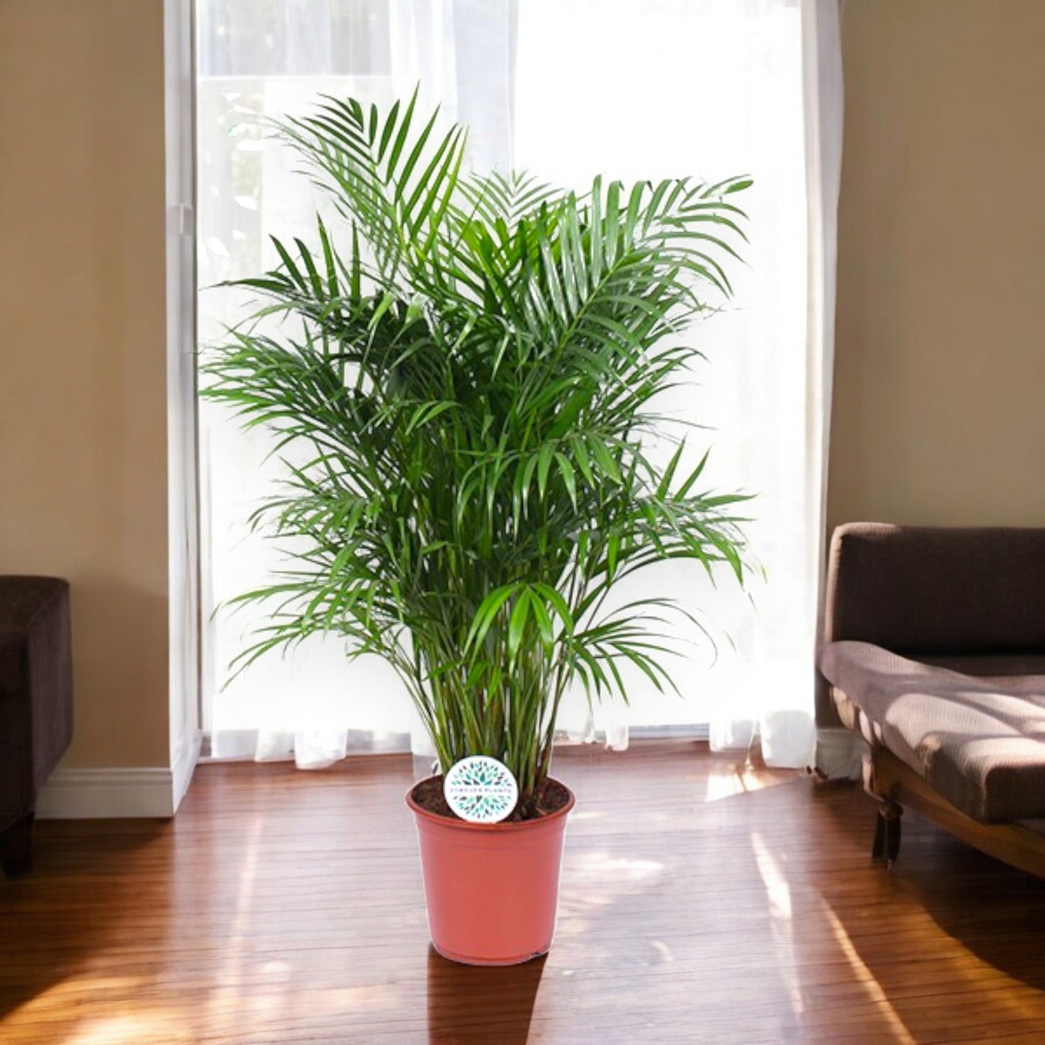 Areca - Dypsis lutescens