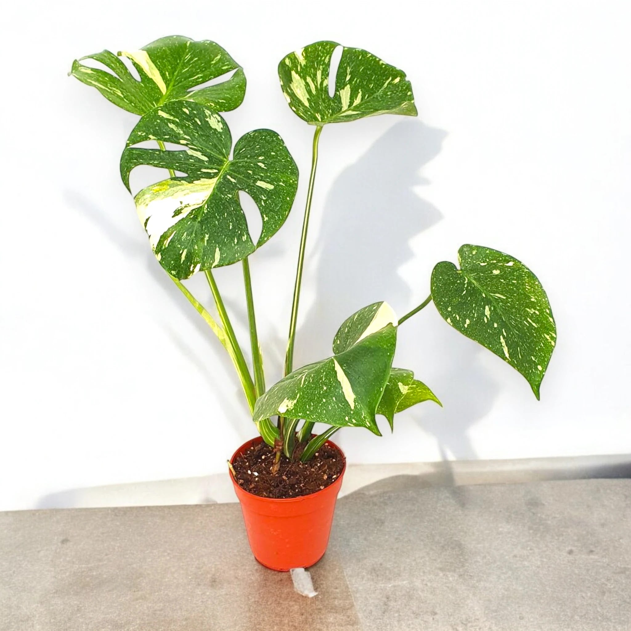 Monstera deliciosa