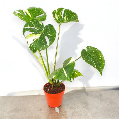 Monstera deliciosa 'Thai Constellation'