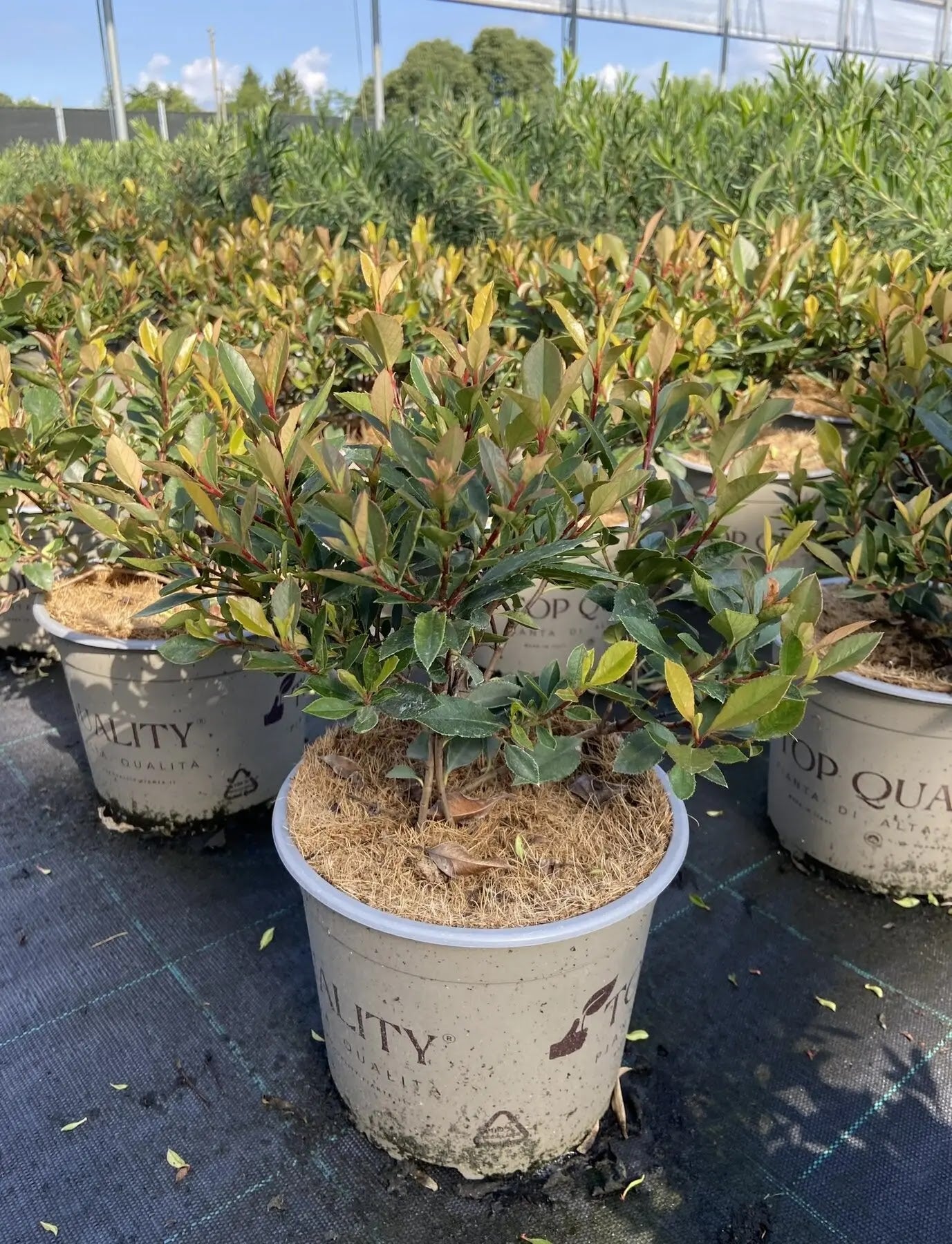 Dettaglio foglie Photinia Chico con giovani germogli rosso bronzo e fogliame maturo verde lucido
