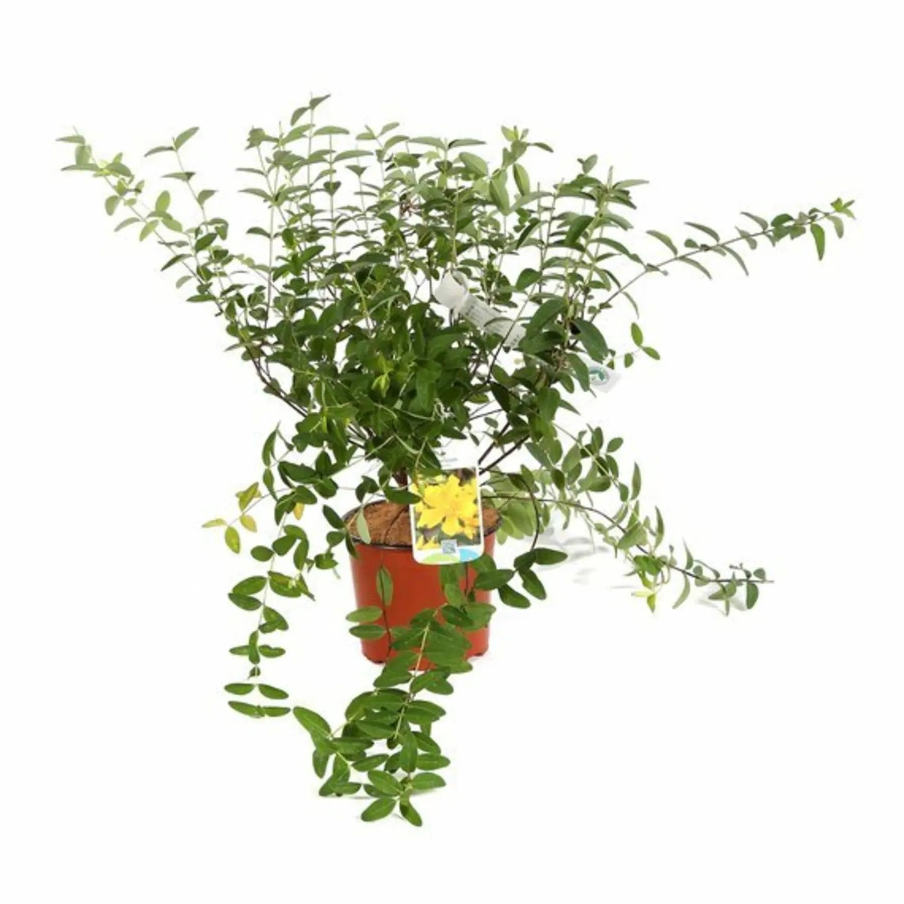 Hypericum patulum 'Hidcote'