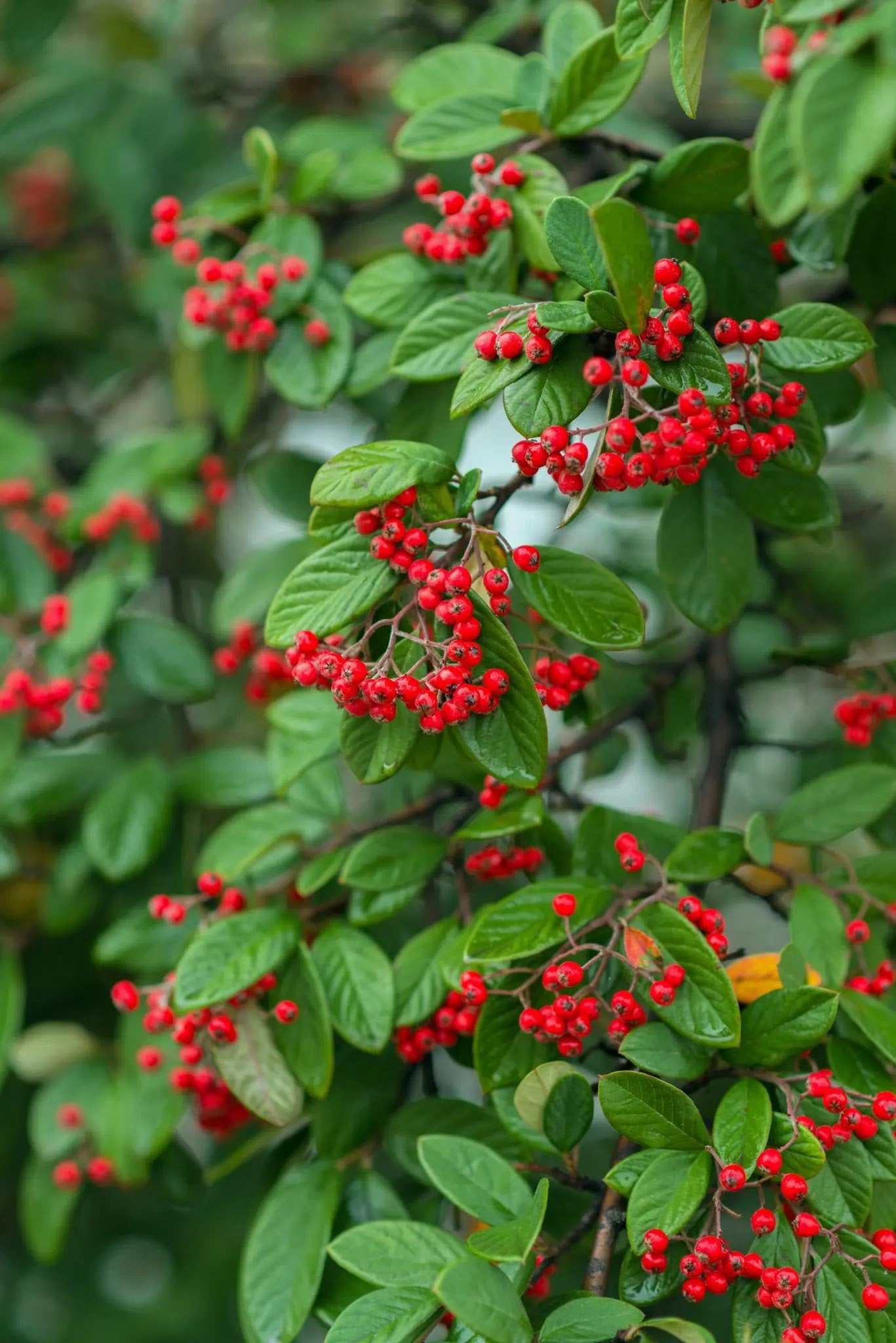 Cotoneaster franchetii arbusto con fogliame grigio-argento in giardino