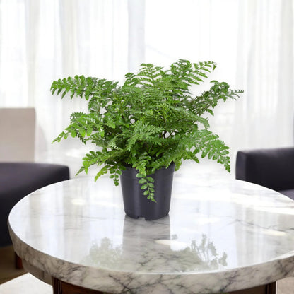 Asplenium parvati