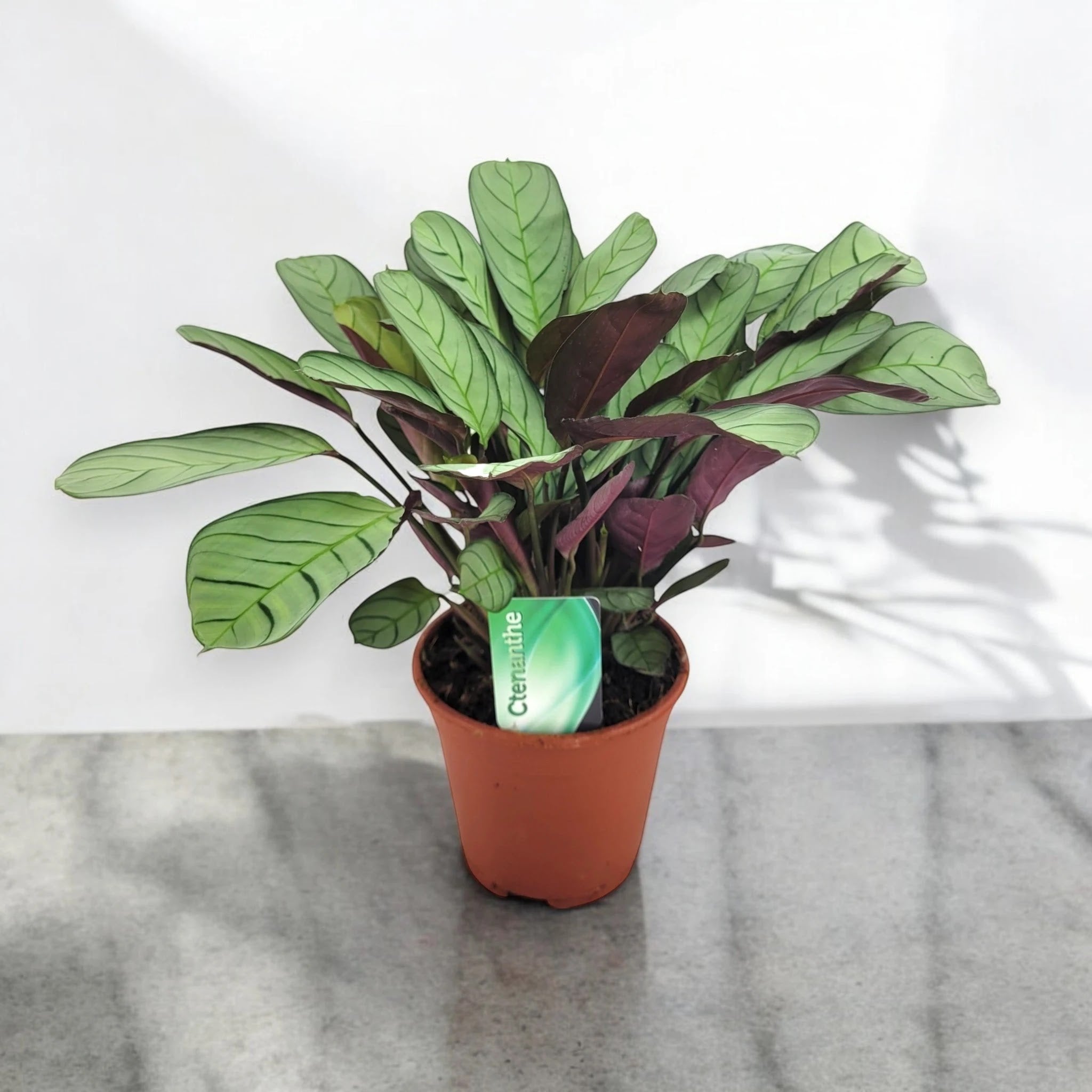 Ctenanthe burle-marxii