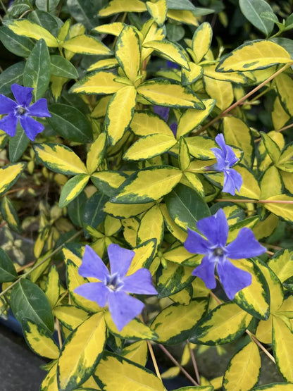 Vinca minor Illumination tappezzante con fogliame variegato verde e giallo in giardino roccioso