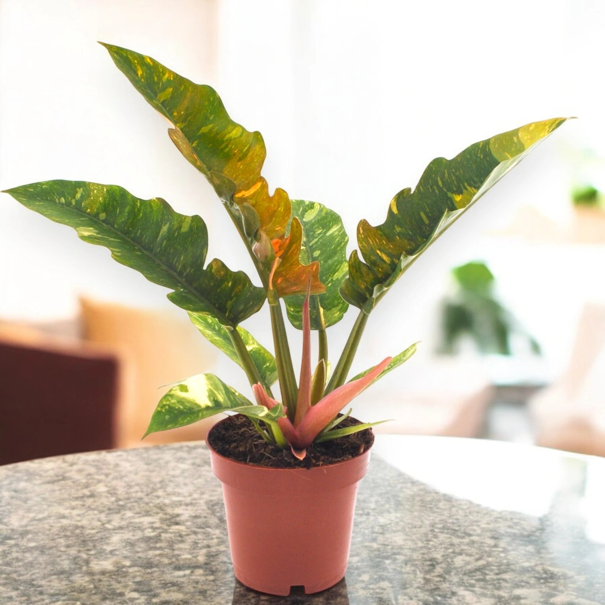 Philodendron ring of Fire
