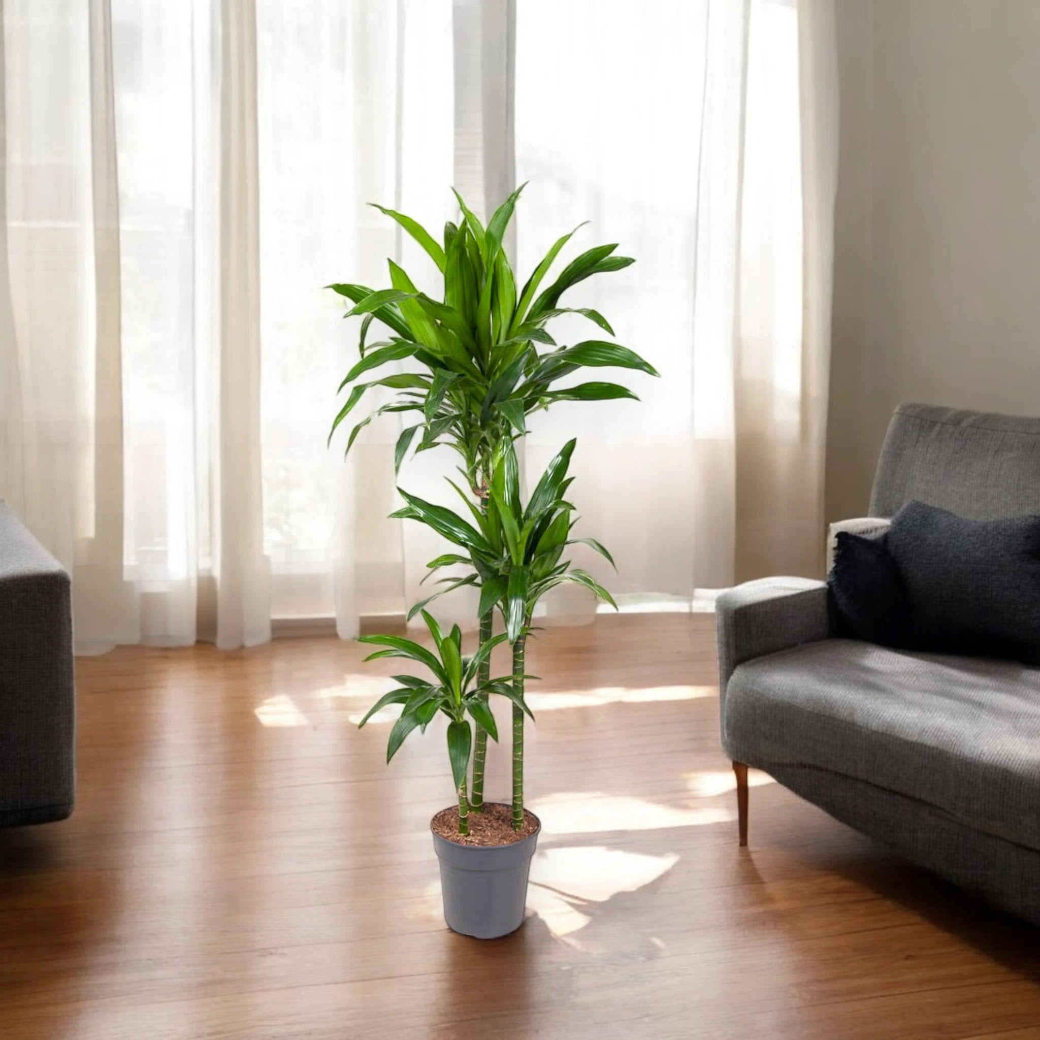 Dracaena fragrans 'Janet craig'