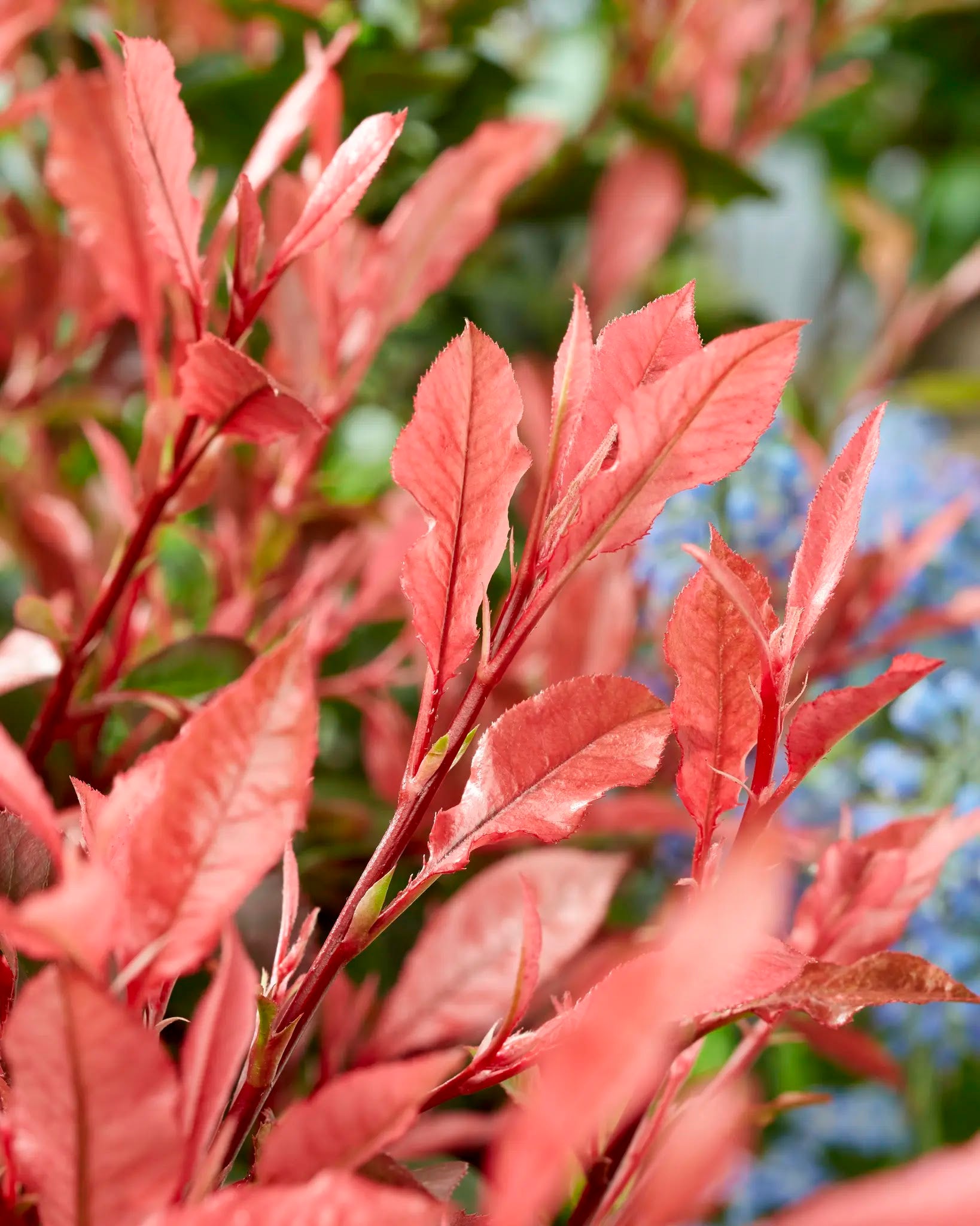 Photinia fraseri Little Fenna arbusto compatto con fogliame verde e germogli rosa in giardino