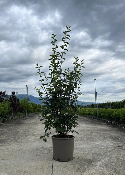 Filadelfo - Philadelphus coronarius 'Virginalis'