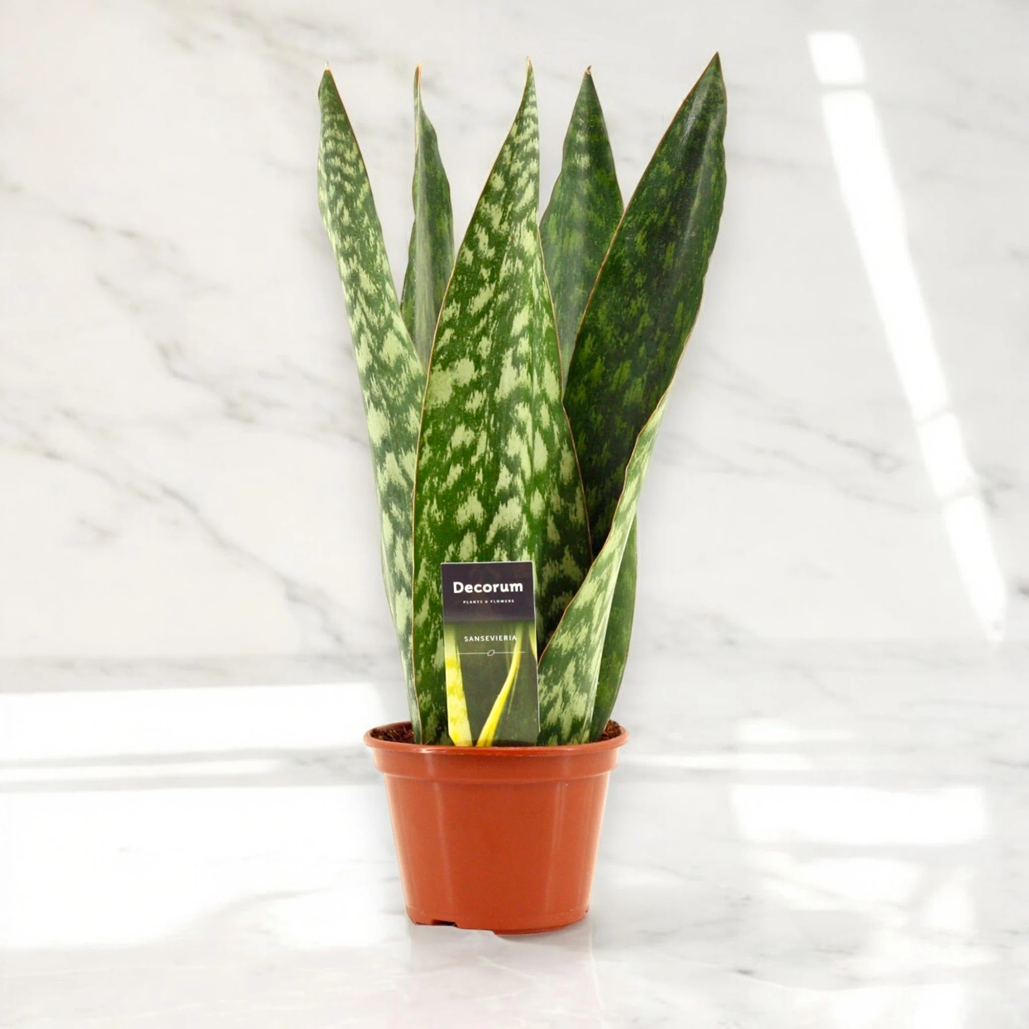 Sansevieria jamaiquina 'Queen'
