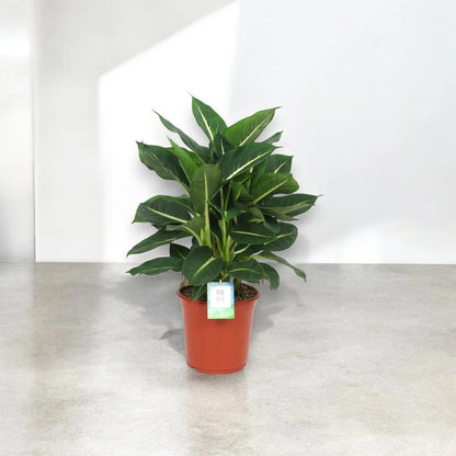 Dieffenbachia 'Green magic'