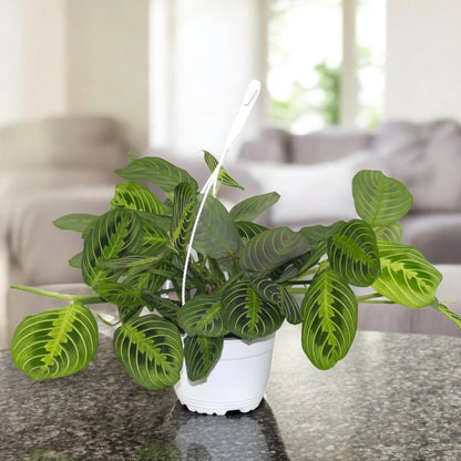 Maranta leuconeura 'Lemon Lime'