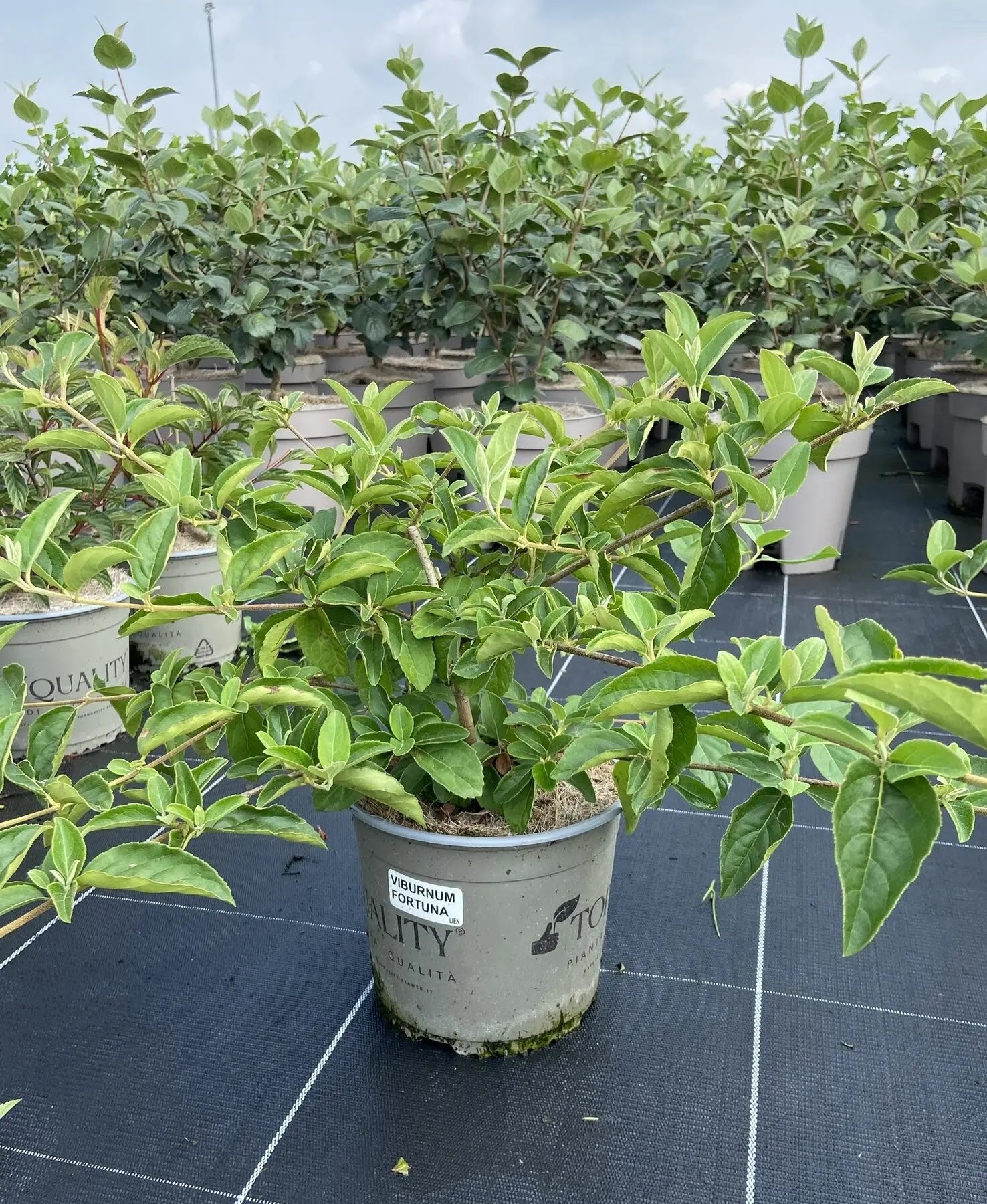 Viburno - Viburnum 'Macrocephalum'