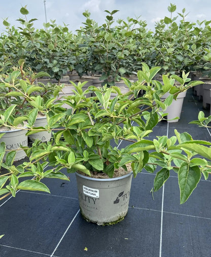 Viburno - Viburnum 'Macrocephalum'