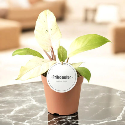 Dettaglio foglia Philodendron Snowdrift con variegature bianche e crema su verde scuro