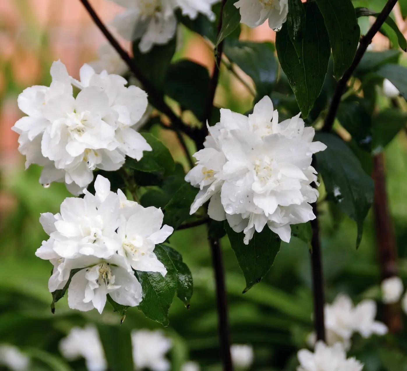 Filadelfo Snowflake con fioritura bianca doppia in giardino, arbusto cespuglioso dal portamento arrotondato