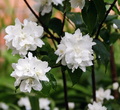 Filadelfo Snowflake con fioritura bianca doppia in giardino, arbusto cespuglioso dal portamento arrotondato