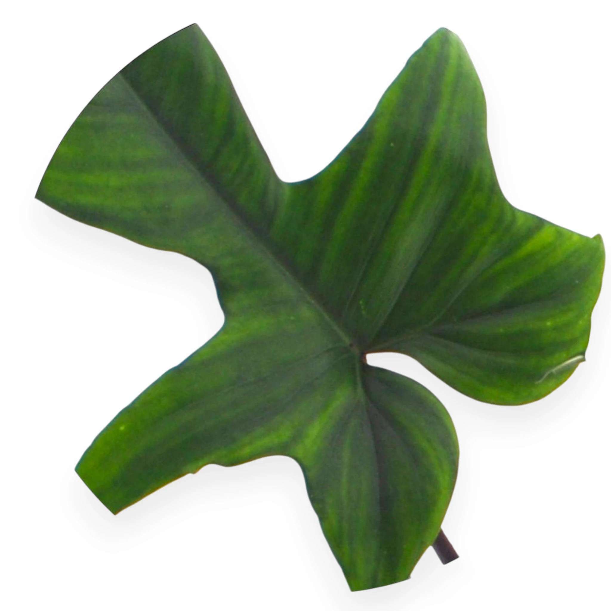 Dettaglio foglia Philodendron Florida Green con lobi profondi caratteristici